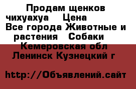 Продам щенков чихуахуа  › Цена ­ 10 000 - Все города Животные и растения » Собаки   . Кемеровская обл.,Ленинск-Кузнецкий г.